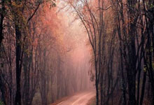 开云体育-双星引爆攻防盛宴！猛龙破茧成蝶再斩黄蜂，连胜基因已刻入骨髓