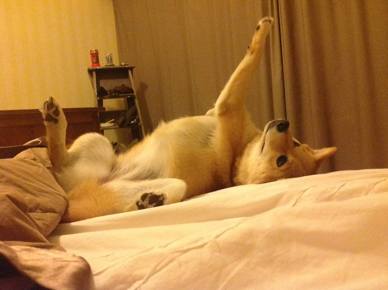 开云体育官网-逆转狂澜！鹈鹕横扫快船，新王当立—小贾伦·杰克逊的季后赛接管宣言