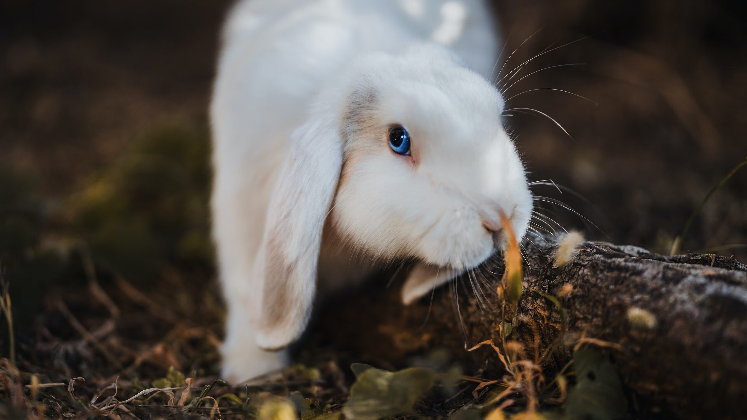 英格拉姆的冷血绝杀，当篮网节奏冰封热火铁血狂潮