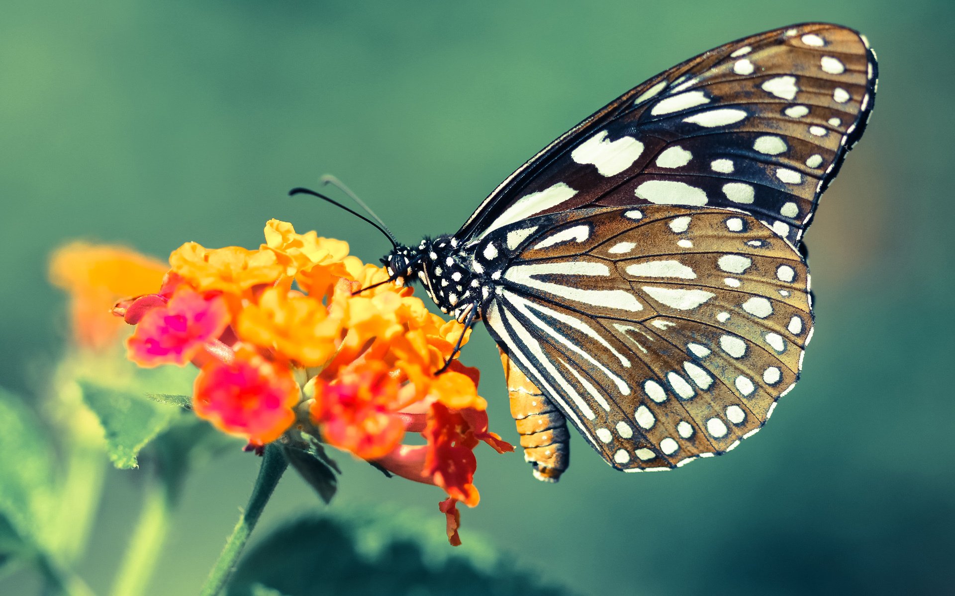 开云平台-锡安斩获40+三双导演逆转，魔术客场击穿辽宁