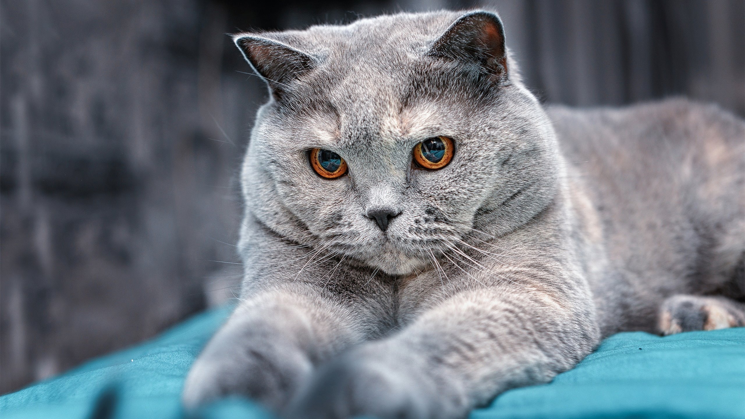 锡安斩获40+三双导演逆转，魔术客场击穿辽宁