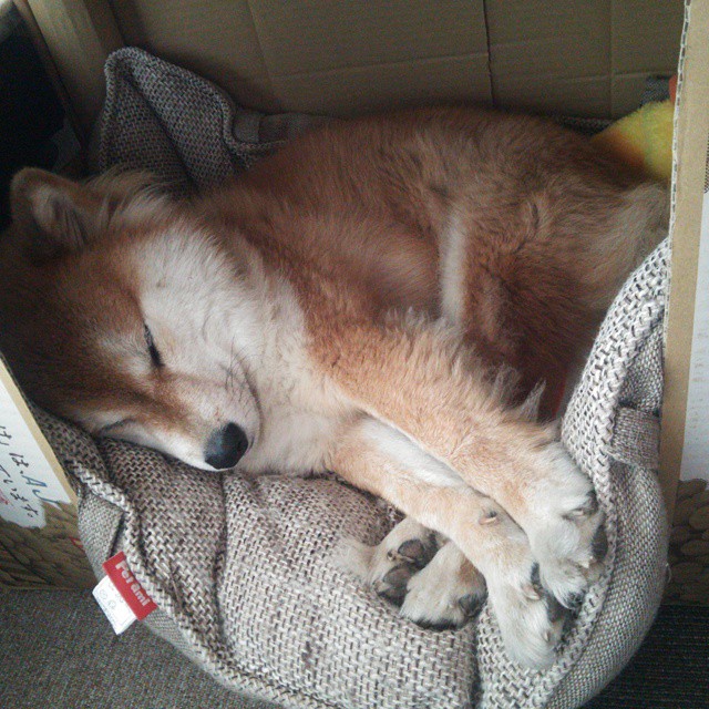 铁闸镇山河，阿坎吉一锤定音，瑞士军刀强势晋级卡塔尔