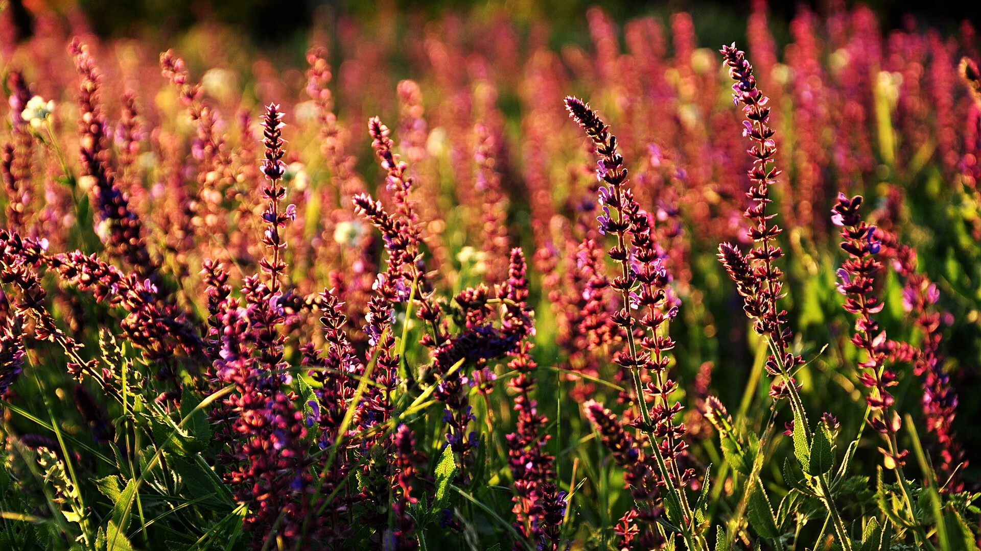 阿什拉夫独造3球!喀麦隆球队加时绝杀皇马,看台领袖亲承,他是非凡天才