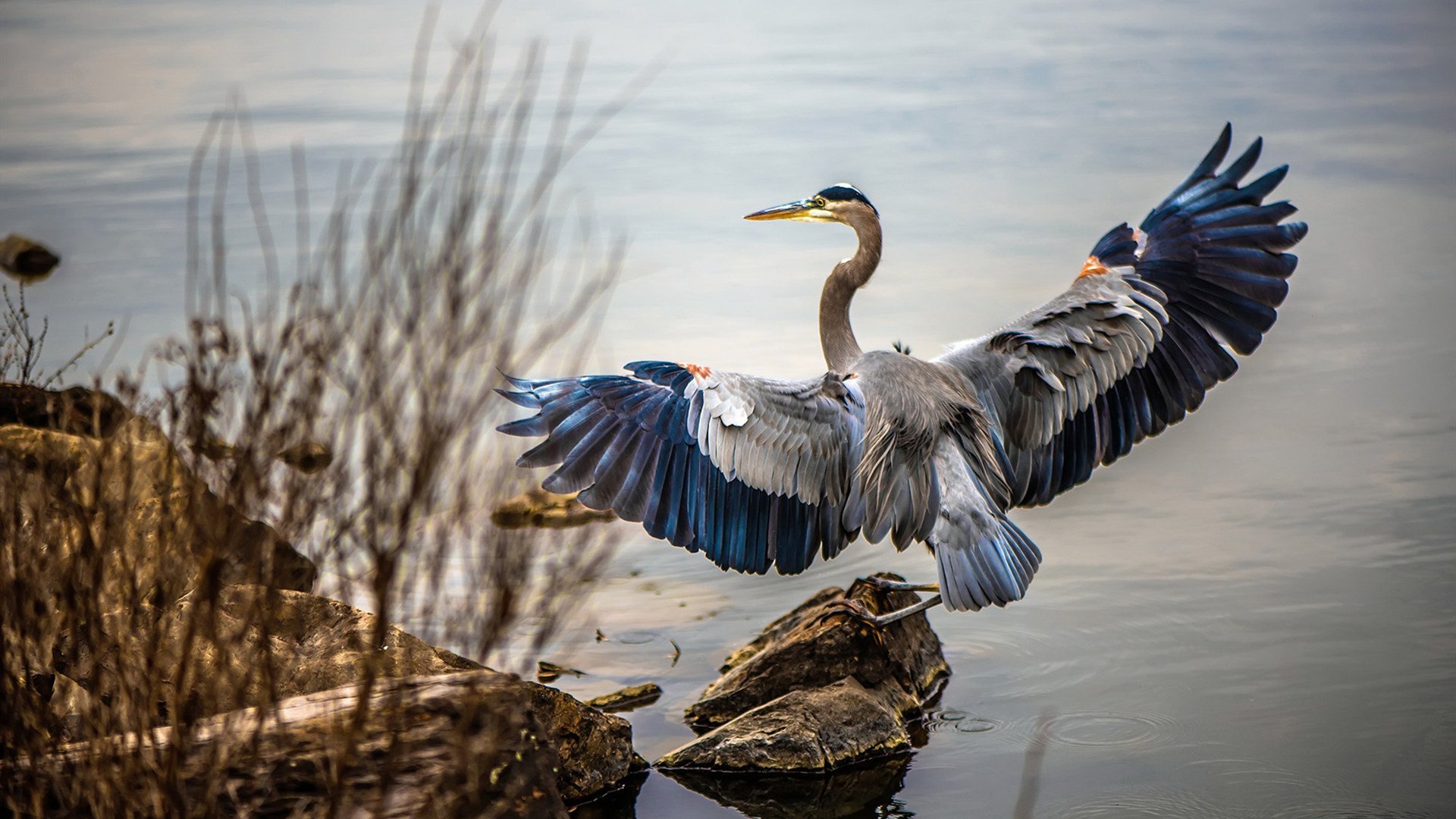 世界排名争夺战焦点战,突尼斯连续得分压制摩纳哥的战术解析