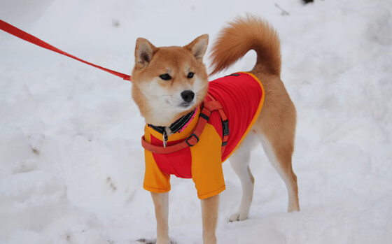 欧冠半决赛之夜，沉默的利刃阿坎吉在攻防两端的隐形统治