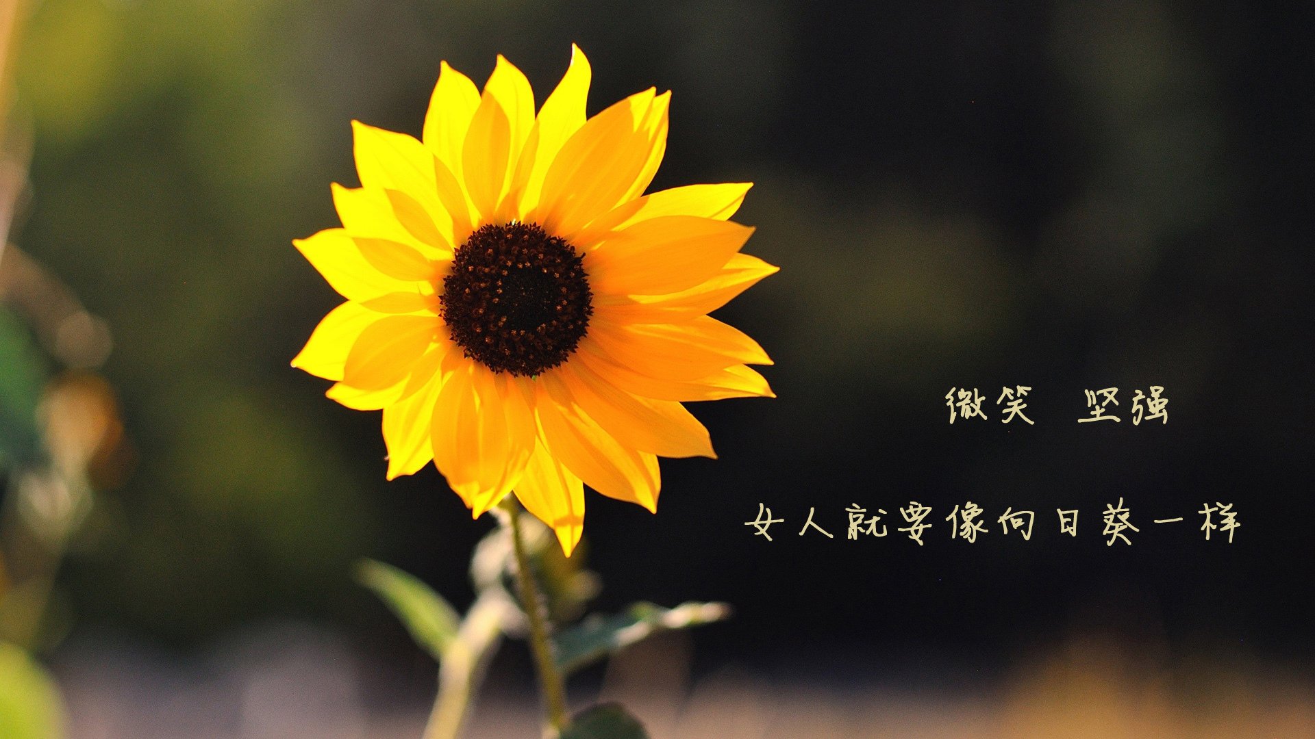 开云体育在线-马克西独揽风头，勇士狂胜爵士—NBA今日战报