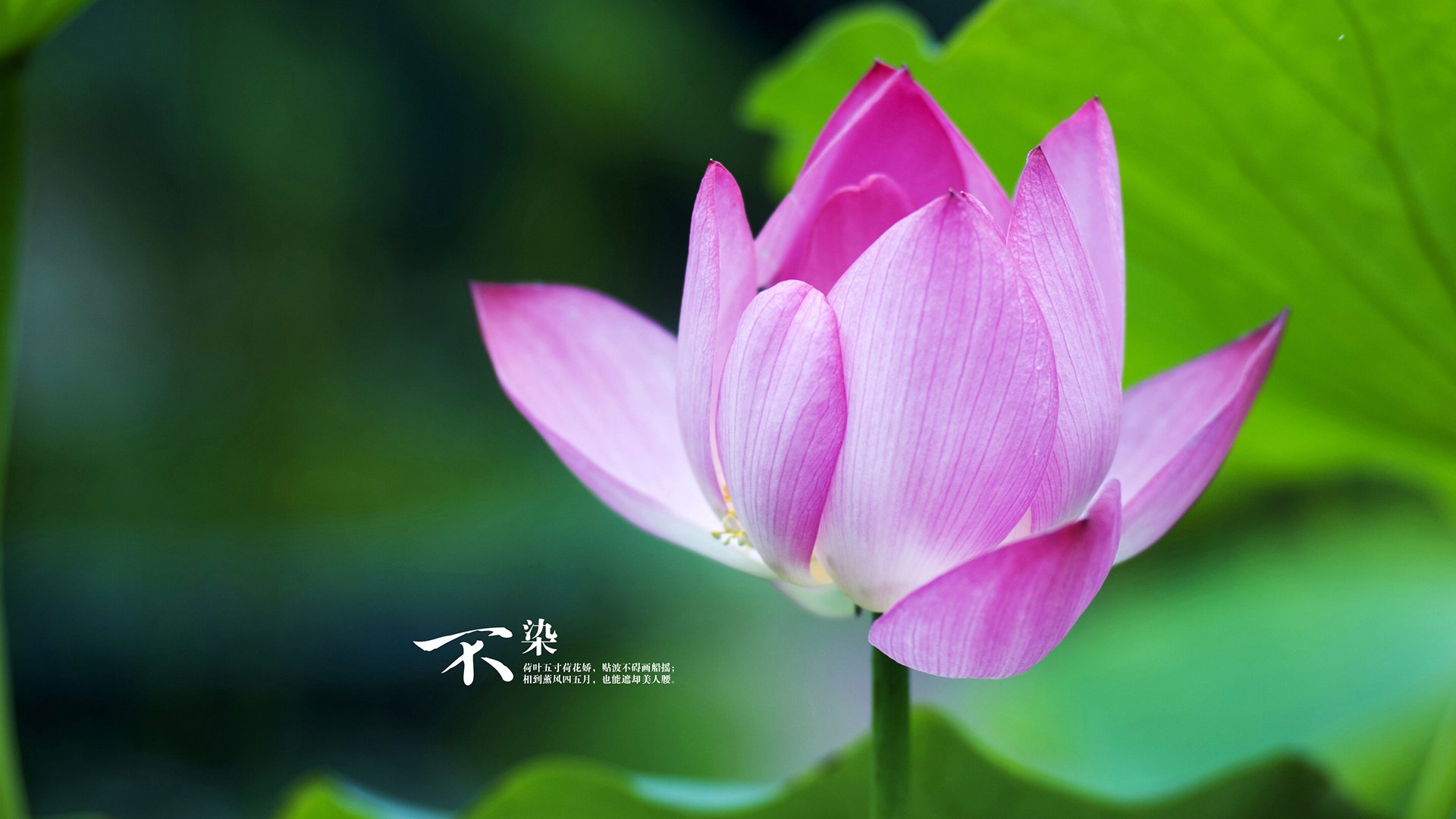 三神归位!湖人淘汰骑士背后,是小贾伦季后赛魔改的天才轨迹