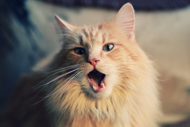 开云体育官网-足球双星闪耀，哈弗茨爆发引领个人荣耀，乌克兰击败哥斯达黎加彰显团队力量