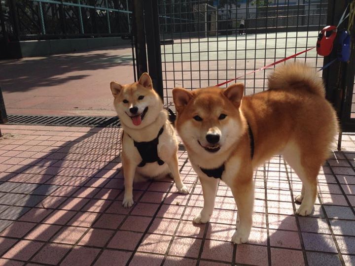 罗德里，无声的终章