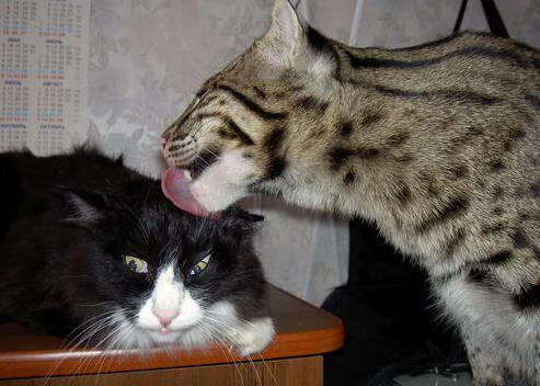 开云体育官网-沪上逆袭夜，海外杀手时，在残酷的生死战中寻回体育竞技的纯粹