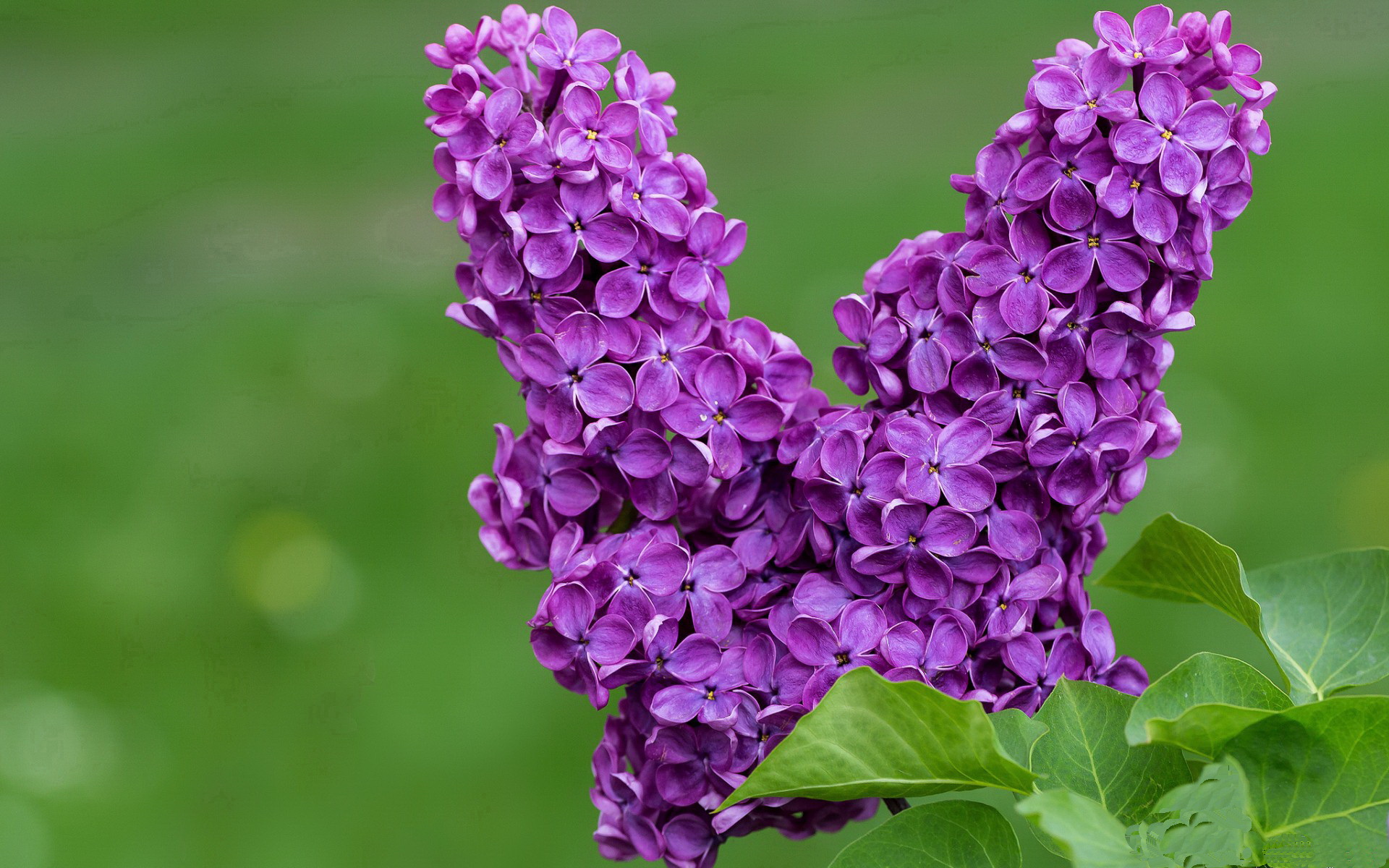 双线争锋，英超争冠之夜与东契奇的关键得分盛宴