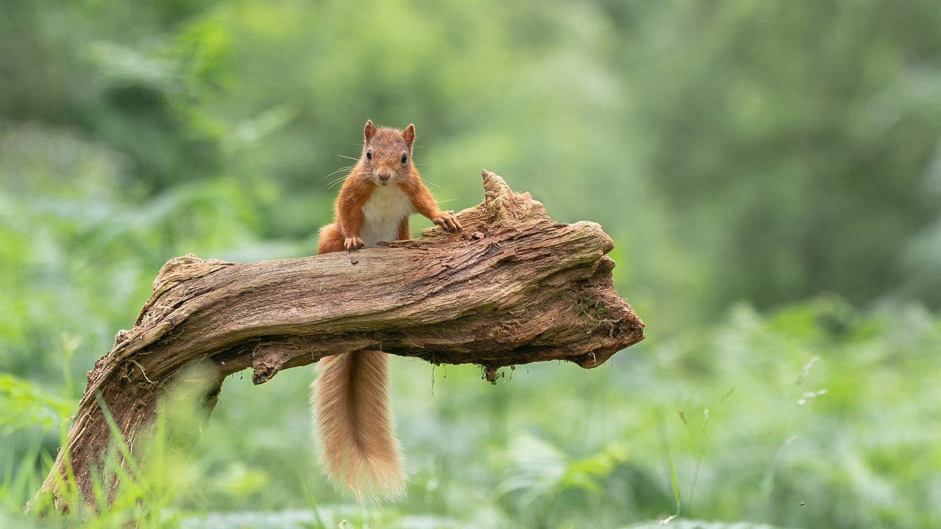 奥利维耶,用双脚划破银河,伊拉克用血肉筑成叹息之墙