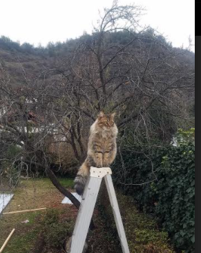 一剑封喉!欧冠半决赛之夜福登诠释何为真巨星