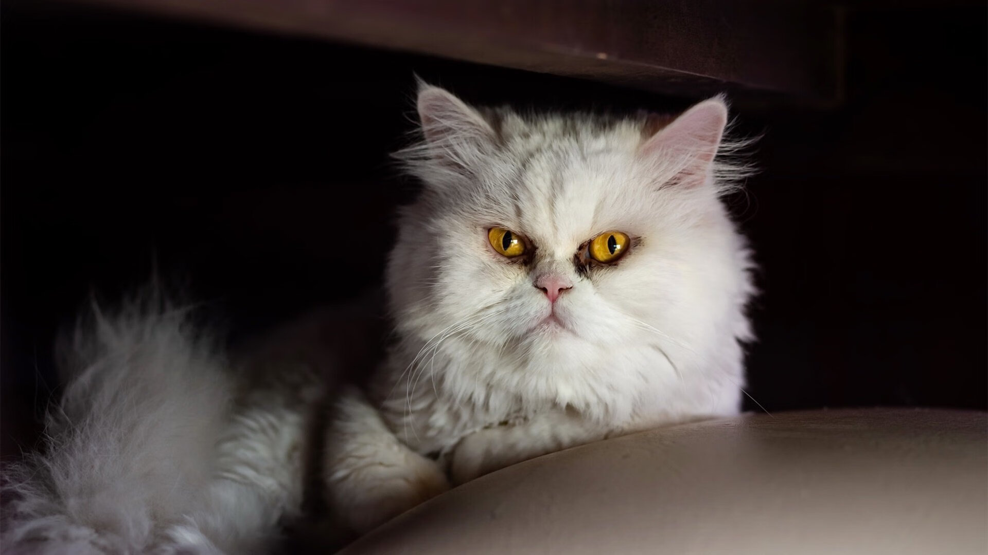 抢七焦点战,山西队提前终结悬念,步行者遗憾出局