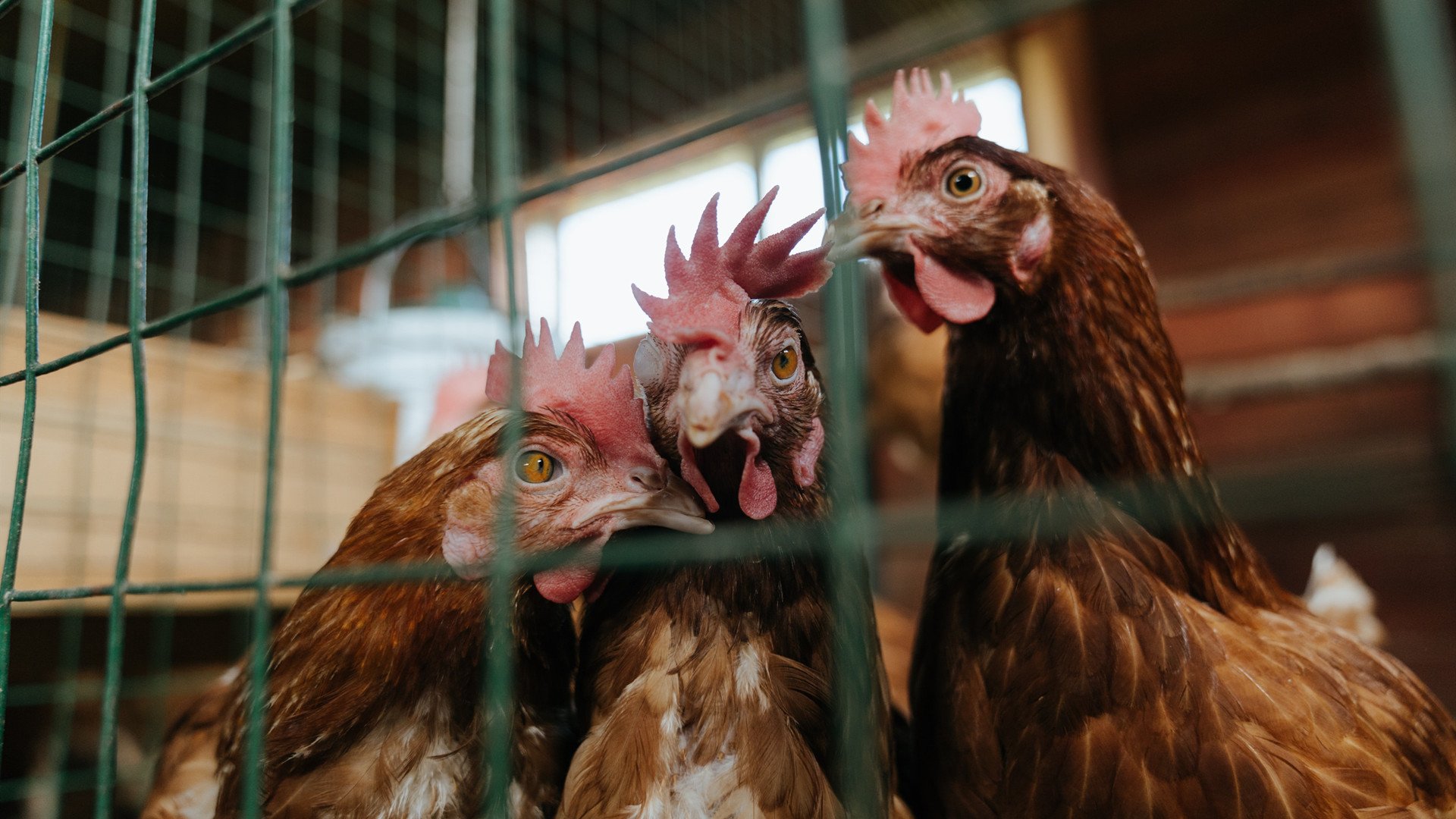 跨越欧亚的足球镜像,西甲德比与日韩对决的双重奏