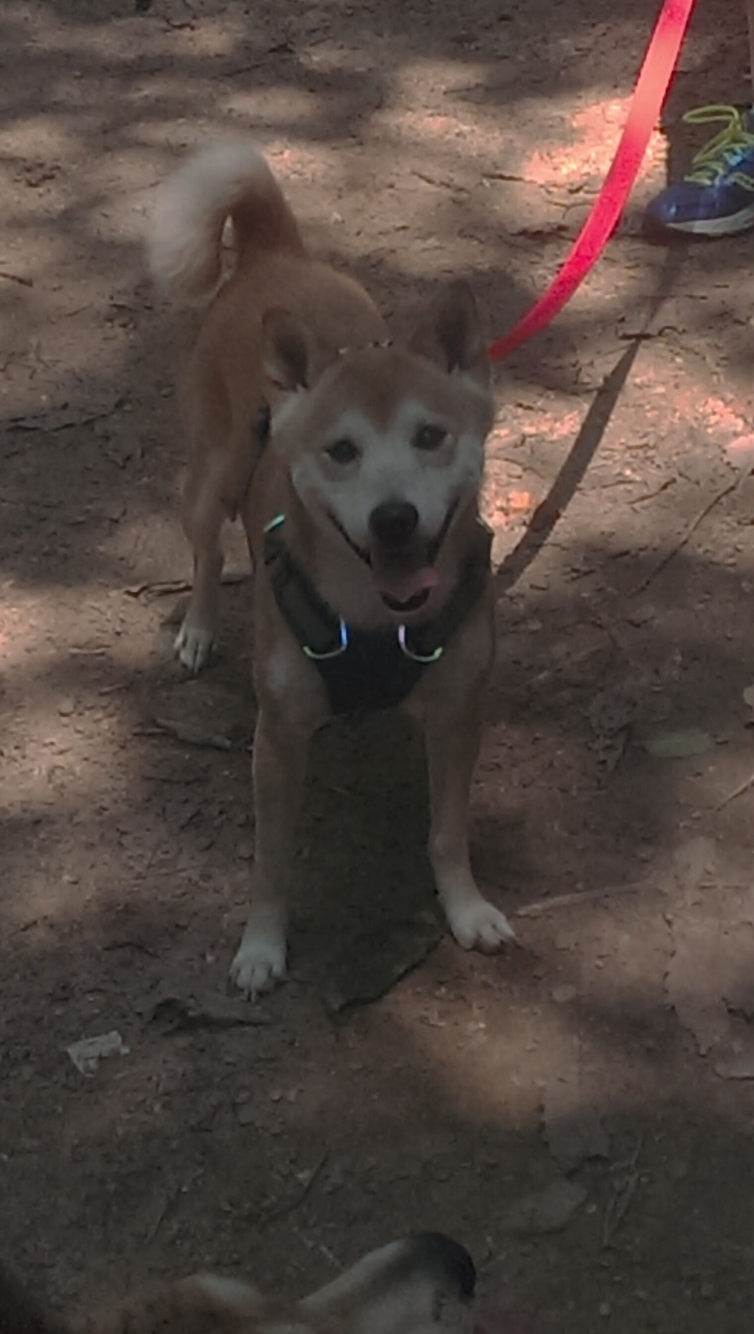 开云体育平台APP-当门迪筑起叹息之墙，伊拉克如何用连续得分的利矛刺穿突尼斯？