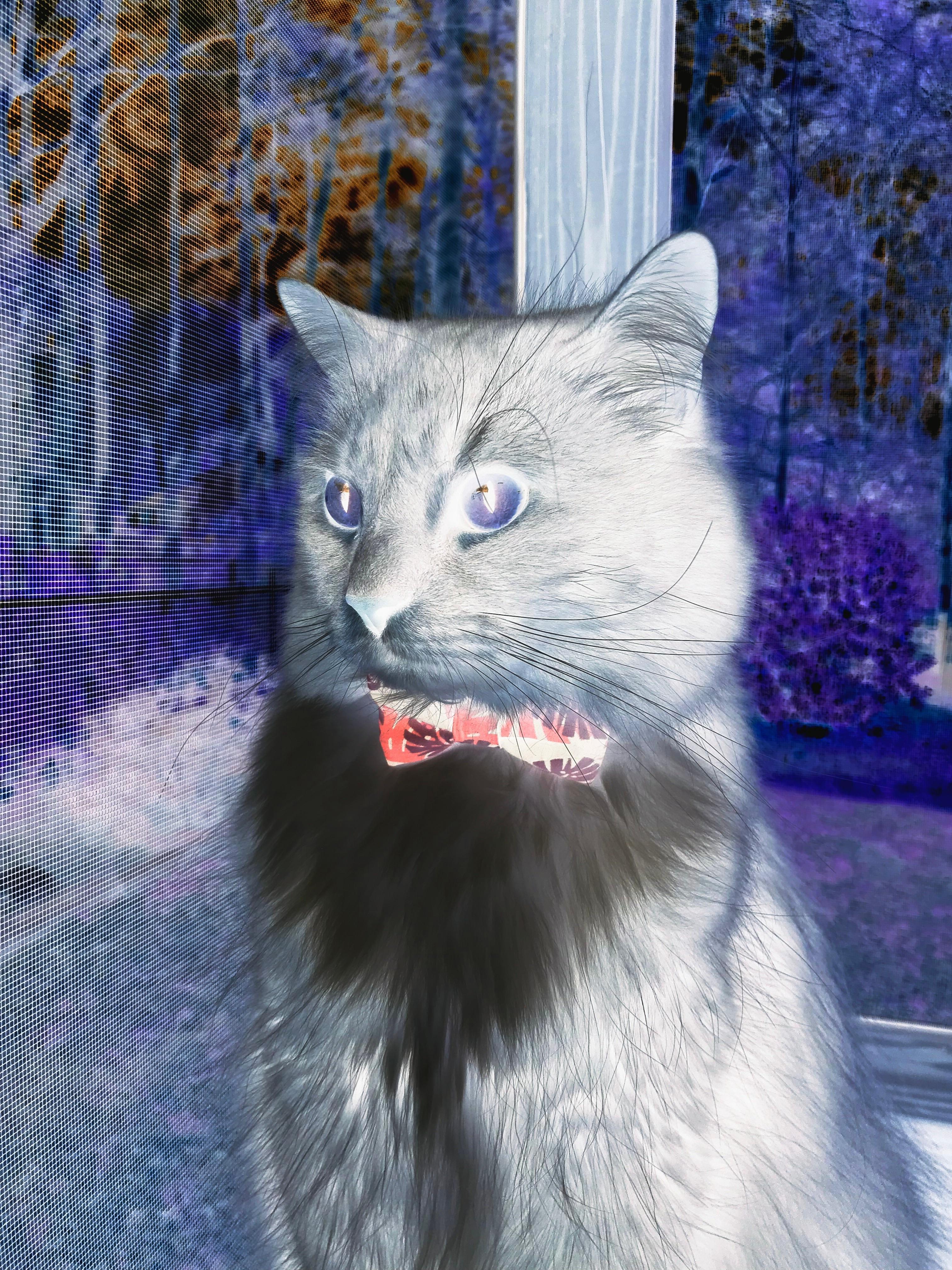 双线狂飙,当伯纳乌的狂想曲撞上NBA的肌肉丛林