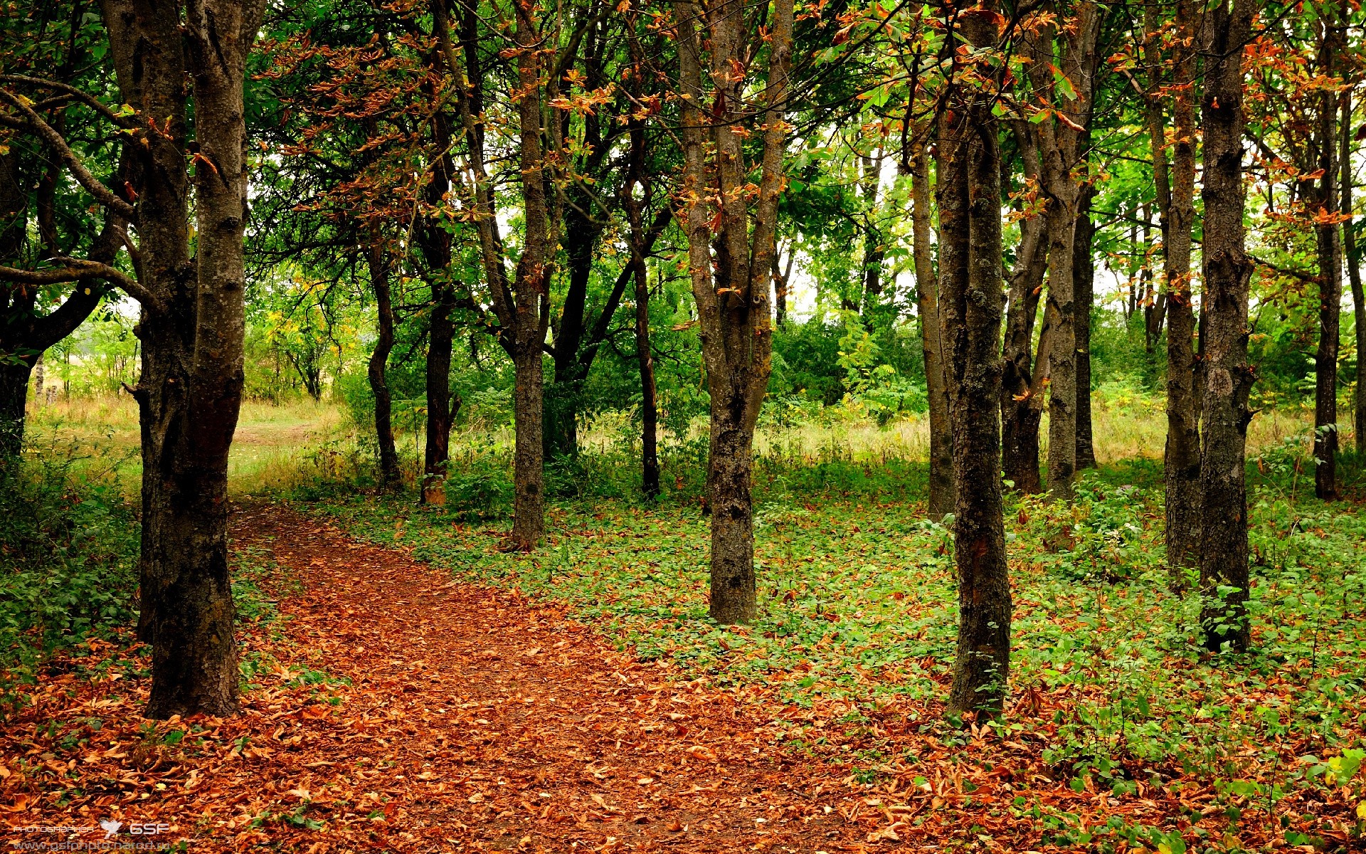 森林狼末节残暴收割勇士！贝恩狂轰30分，底层逆袭，凭实力说话
