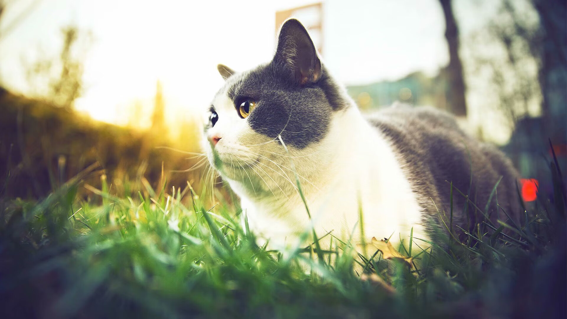 梅赛德斯星环下的复生之夜,帕尔默的钢铁救赎