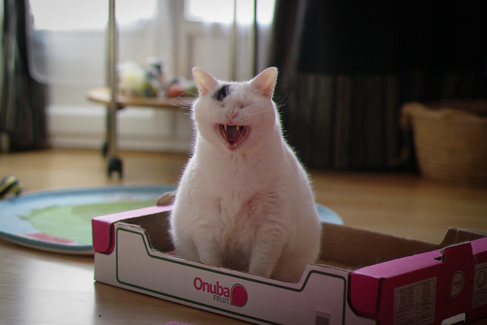 加纳掀翻摩纳哥,年度焦点战的激情与奇迹