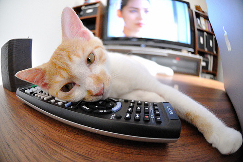 轮胎墙前倒灌篮筐,当武切维奇在F1发车格接管比赛