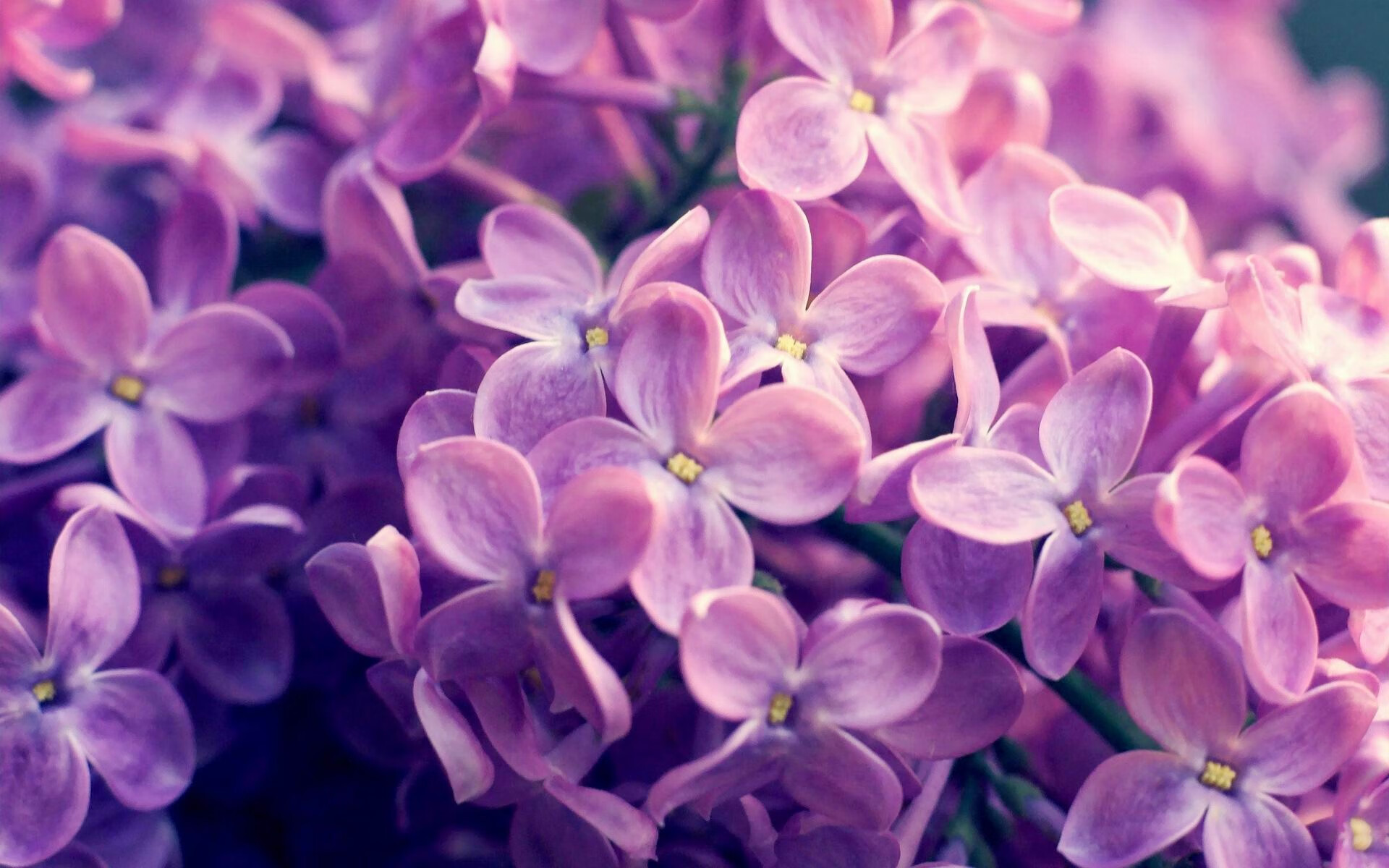 AC米兰的节奏掌控,哥伦比亚元素与穆勒的稳定输出