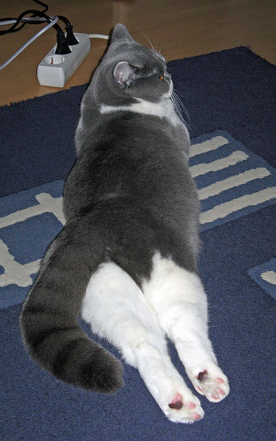 锡安节奏完全掌控,爵士队击败吉林队的艺术之战